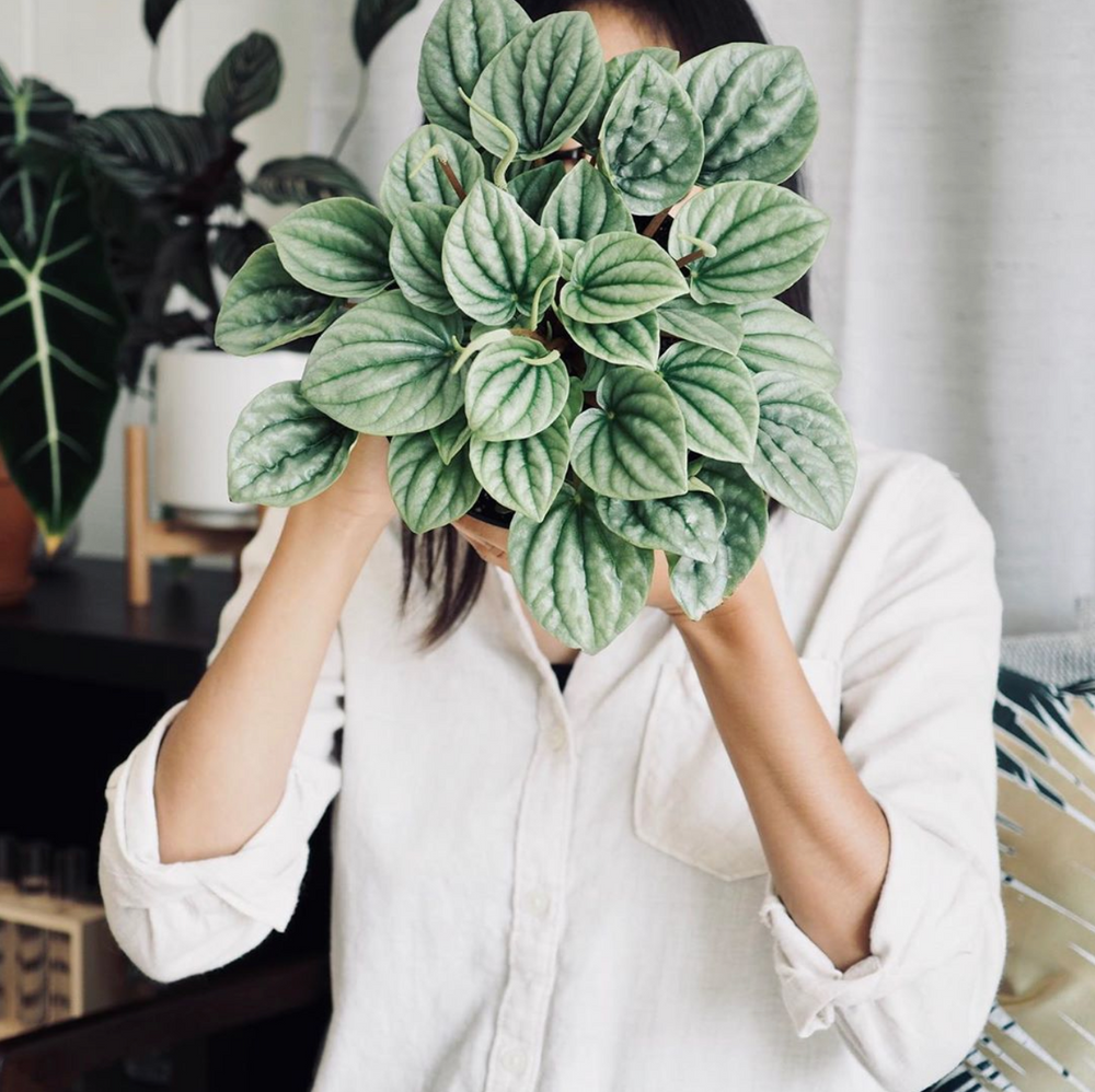 interview plant addict #5 flipaflora