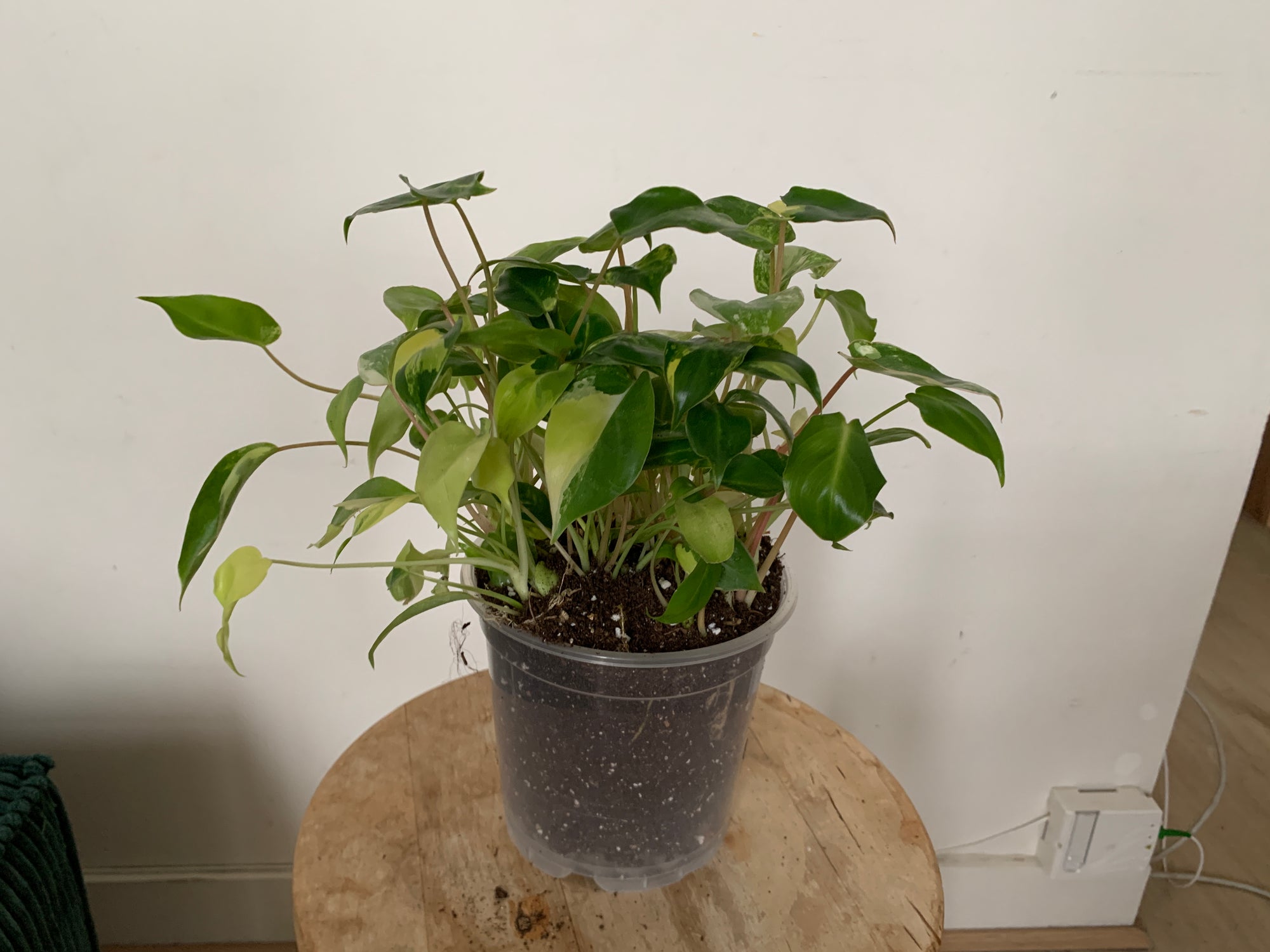 10 boutures de Philodendron Burle marx variegata dans un pot de 15cm